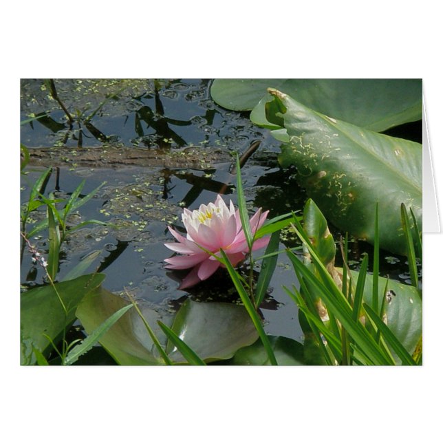 Rosa Vatten Lily Samordningsobjekt OBS Kort (Framsidan Horizontal)