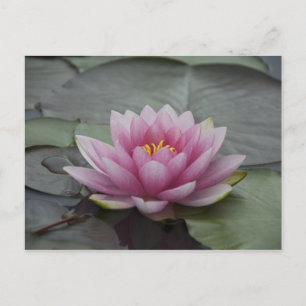 Rosa Vatten Lily Vykort