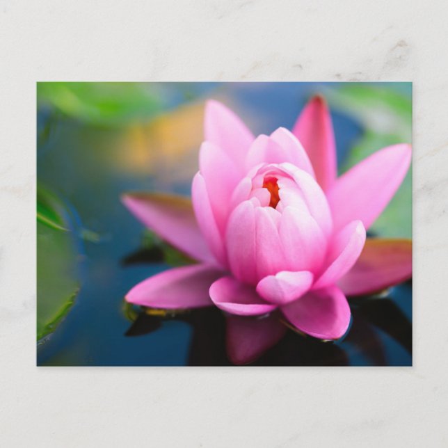 Rosa Vatten Lily vykort (Framsida)