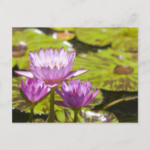 rosa vatten lily vykort