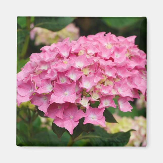 Rosa vattenblommor magnet (Framsidan)