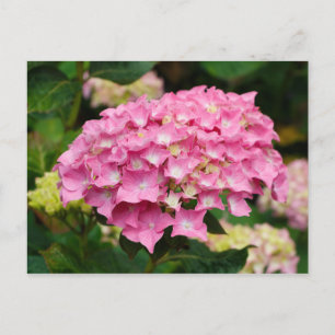 Rosa vattenblommor vykort
