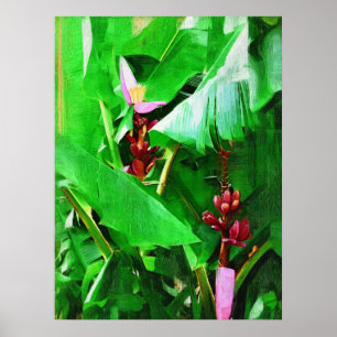 Rosa Velvet Banana Träd Tropical Garden Collection Poster