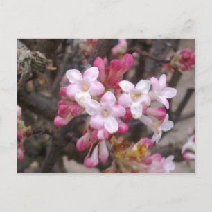 Rosa Viburnum Blommar vykort