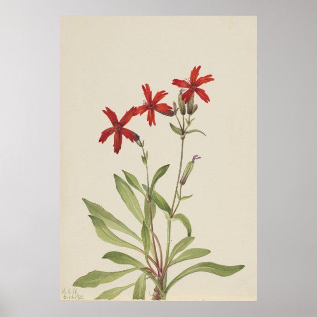 Rosa vid brand (Silene virginica) Poster (Framsidan)