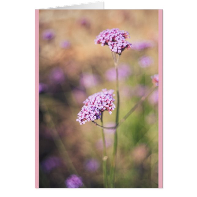 Rosa vild blommor hälsningskort (Framsidan)