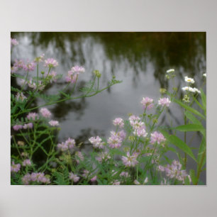 Rosa Vild Flowers nära Brook Poster