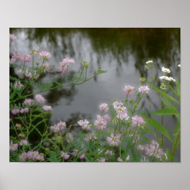 Rosa Vild Flowers nära Brook Poster (Framsidan)