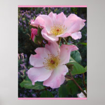 Rosa Vild Ro Art Blommigt Flowers Photo Poster