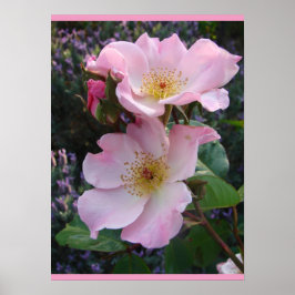 Rosa Vild Ro Art Blommigt Flowers Photo Poster