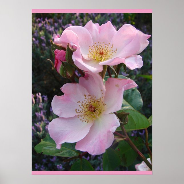 Rosa Vild Ro Art Blommigt Flowers Photo Poster (Framsidan)