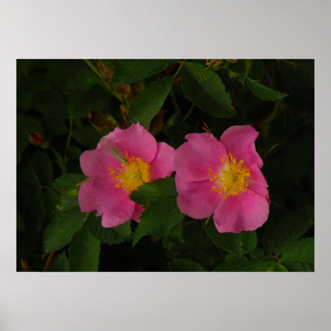 Rosa Vild Ro Blommigt Photo Poster  (Framsidan)