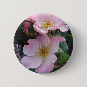Rosa Vild Ro Flower blommigt Photo Knapp