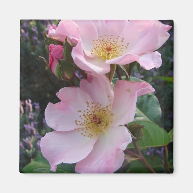 Rosa Vild Ro Flower blommigt Photo Magnet (Framsidan)