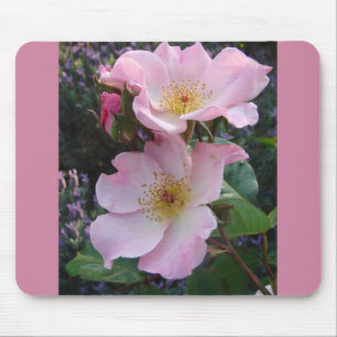 Rosa Vild Ro Flower blommigt Photo Musmatta