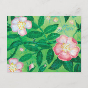 Rosa Vild Ro Flowers Secret Garden Vykort