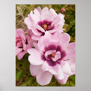 Rosa Vild Ro Rosor Blommigt Blomsterträdgård Poste Poster