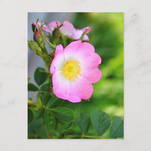 Rosa Vild Tea Ro Blommar Postcard Vykort (Framsida)