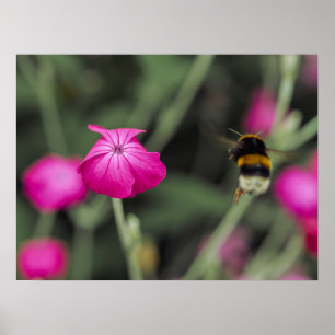 Rosa vildblomma och humla naturfotografi poster