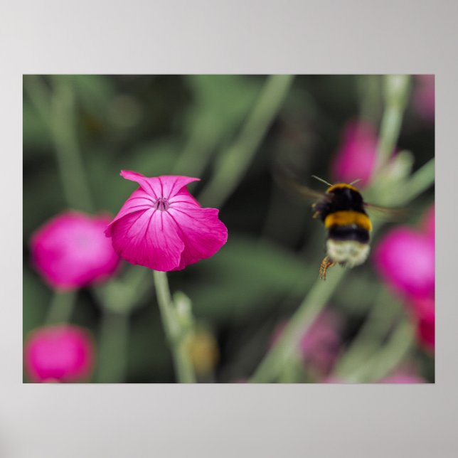 Rosa vildblomma och humla naturfotografi poster (Framsidan)