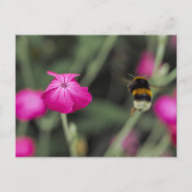 Rosa vildblomma och humla sommar naturfoto