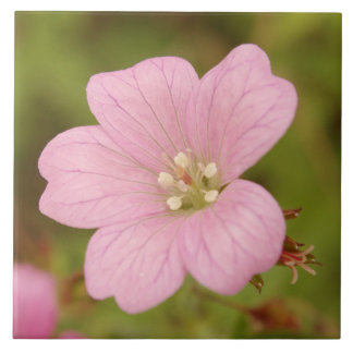 Rosa vildpelargon kakelplatta