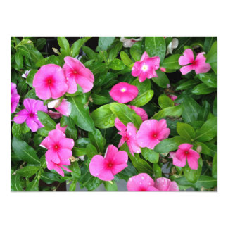 Rosa Vinca Flower Bush Fototryck