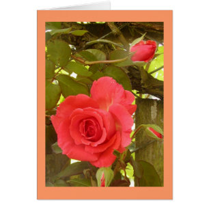 Rosa Vinepersikafärg OBS Kort