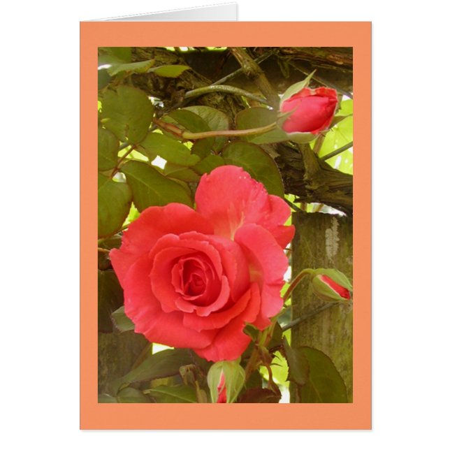 Rosa Vinepersikafärg OBS Kort (Framsidan)