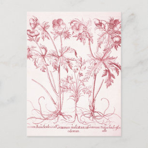 Rosa Vintage Botanisk Konst Vykort