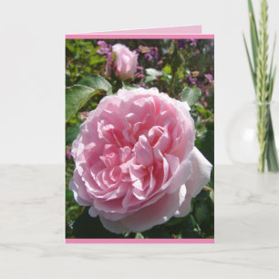 Rosa Vintage Cabbage English Ro blommigt Card Kort