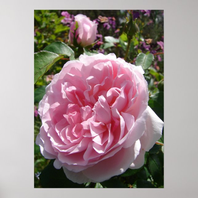 Rosa Vintage Cabbage Ro Natature Garden Poster (Framsidan)