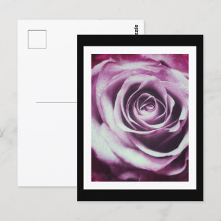 Rosa Vintage Ro Vykort