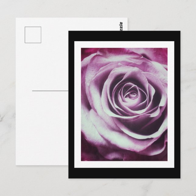 Rosa Vintage Ro Vykort (Fram/baksida)