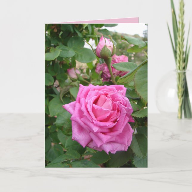 Rosa Vintage Ros blommor trädgård Kort (Framsida)