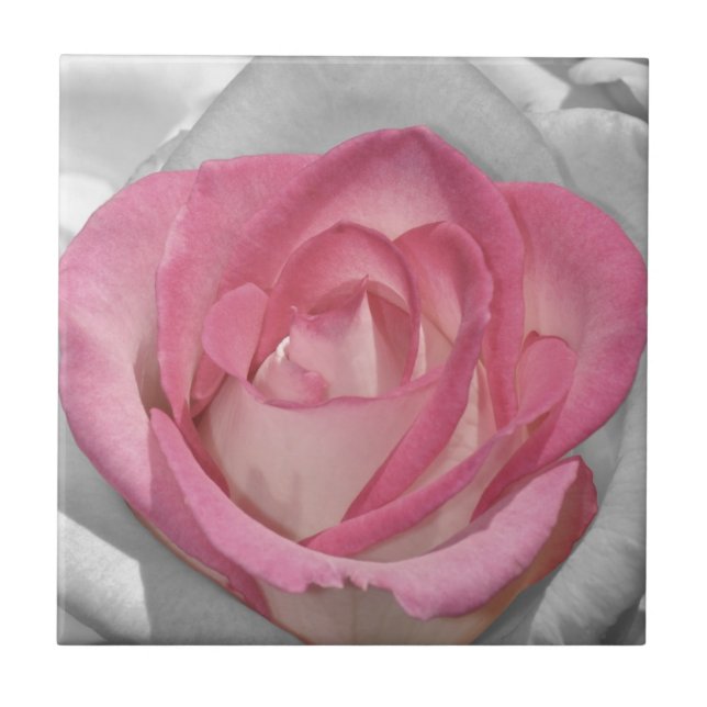 Rosa vintage ros tryck kakelplatta (Framsidan)
