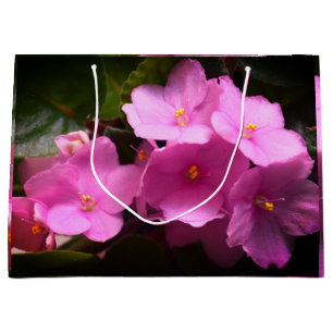 Rosa Violette Africaine Saintpaulia Flowers