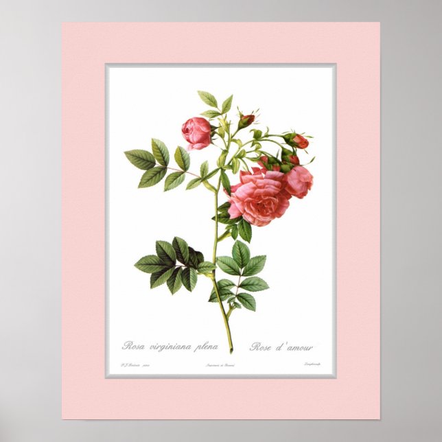 Rosa virginiana,Anpassningsbar gräns Poster (Framsidan)