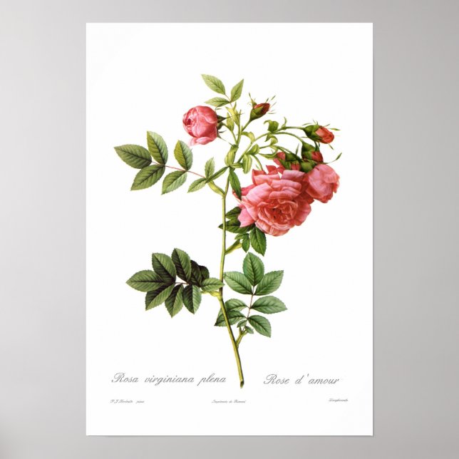 Rosa virginiana plena poster (Framsidan)