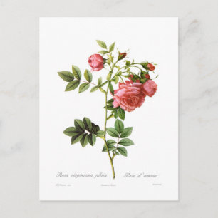 Rosa virginiana plena vykort