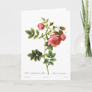 Rosa virginianaövertryck kort