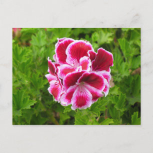 rosa vit blomma vykort