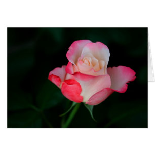 Rosa-Vit ros Hälsningskort