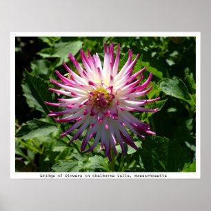Rosa-Vit Spikey blomma på överbrygga av blommor Poster