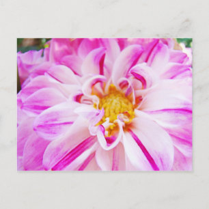 Rosa vita Dahlia blomma vykort Blommig trädgård