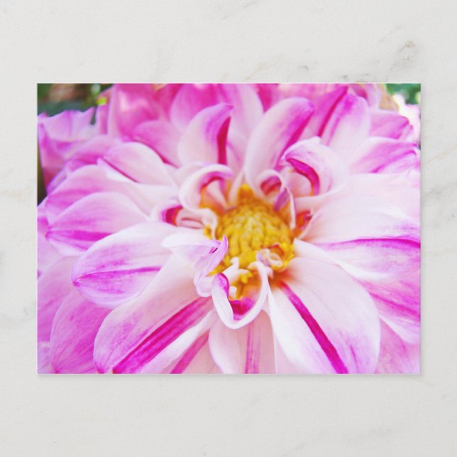Rosa vita Dahlia blomma vykort Blommig trädgård (Framsida)
