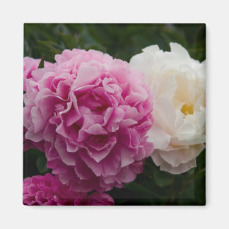 Rosa & vita ponnyer | Rosa & Weiße Pnagstrosen Magnet