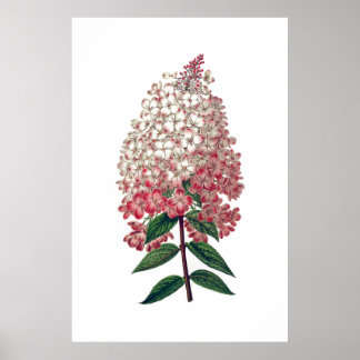 Rosa, vita vattentorangea poster