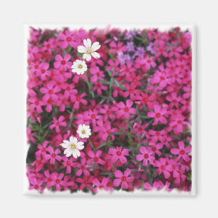 Rosa- & vitblommamagnet magnet