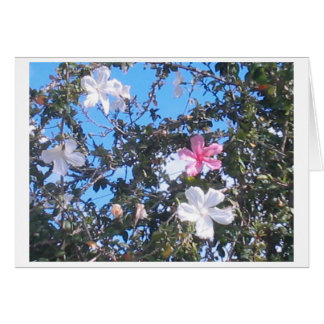rosa/vitt hibiscus-kort hälsningskort